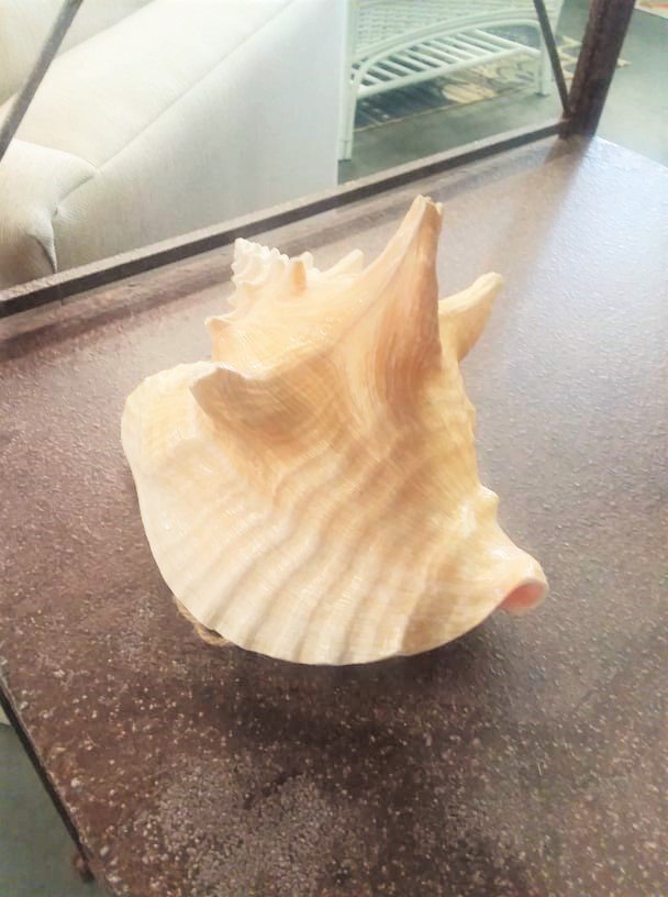 AndPelicans's tweet photo. 🐚These shell items are perfect for coastal decorating and #seaside cottage arts &amp; crafts. They make lovely additions to #coastal table displays, centerpieces and OMG- so much more! Visit us at 📌: 758 South Tamiami Trail Osprey, Florida 34229 https://t.co/d2AVCfJCXK