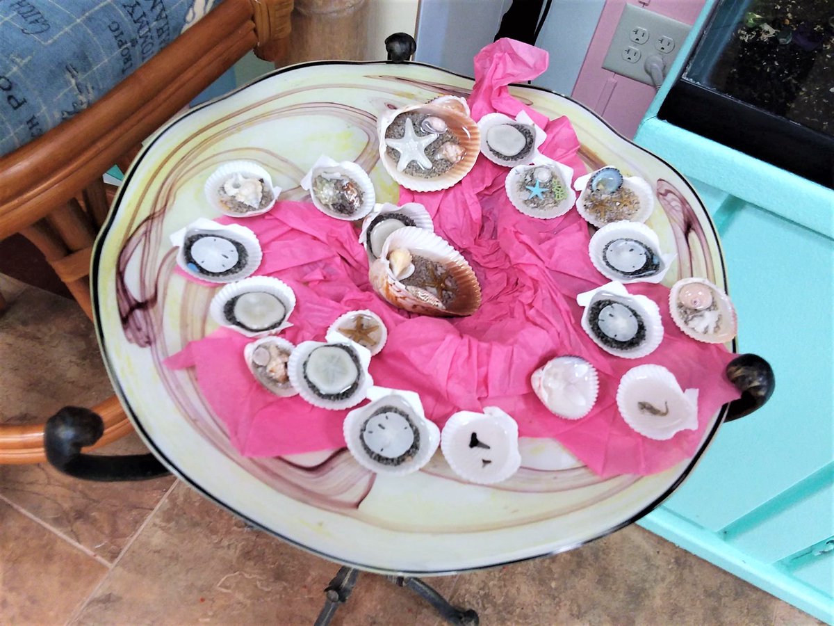 AndPelicans's tweet photo. 🐚These shell items are perfect for coastal decorating and #seaside cottage arts &amp; crafts. They make lovely additions to #coastal table displays, centerpieces and OMG- so much more! Visit us at 📌: 758 South Tamiami Trail Osprey, Florida 34229 https://t.co/yK3rwbgvuA