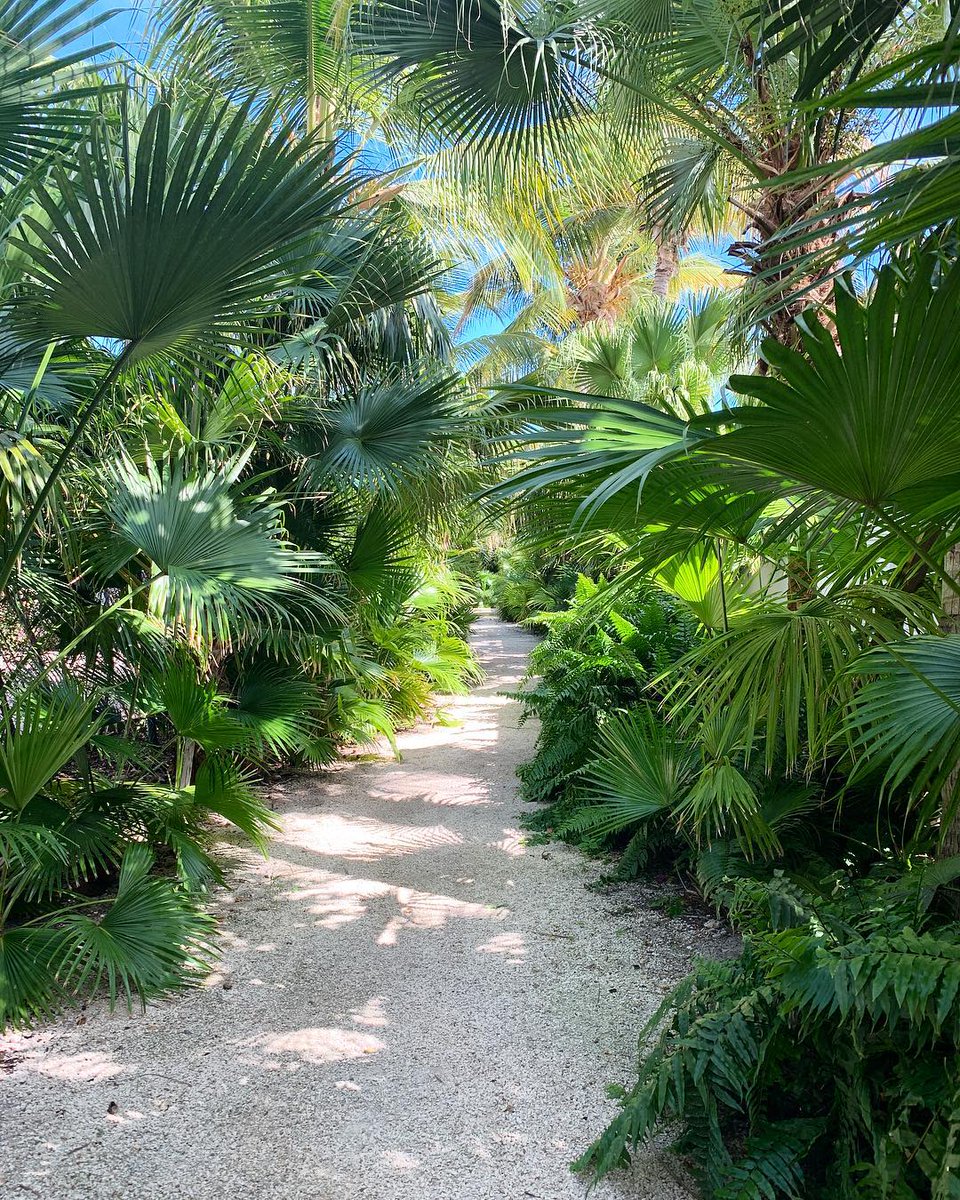 All about the palm trees and cool breeze.🌬
.
.
.
📷<a href="/coffee/">☕️</a>.forsasquatch