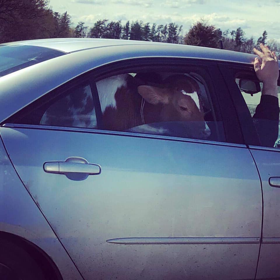 kare11's tweet image. Well, that's one way to mooove a cow... 🤷‍♀️🐮
Laura Mech says she took this photo on I-94, on the way to Fargo. She adds, "Only in Minnesota." 😂