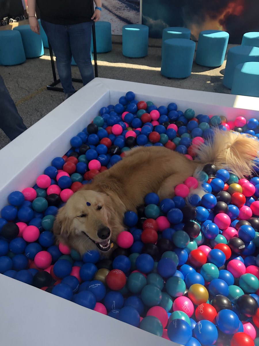 xoxoindigobb's tweet photo. happiest pup you will ever see #ravedog https://t.co/cnh7VIiy84