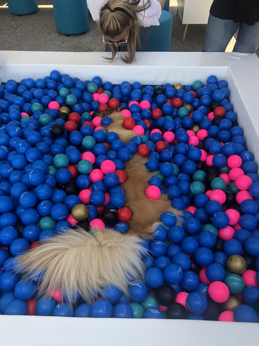 xoxoindigobb's tweet photo. happiest pup you will ever see #ravedog https://t.co/cnh7VIiy84