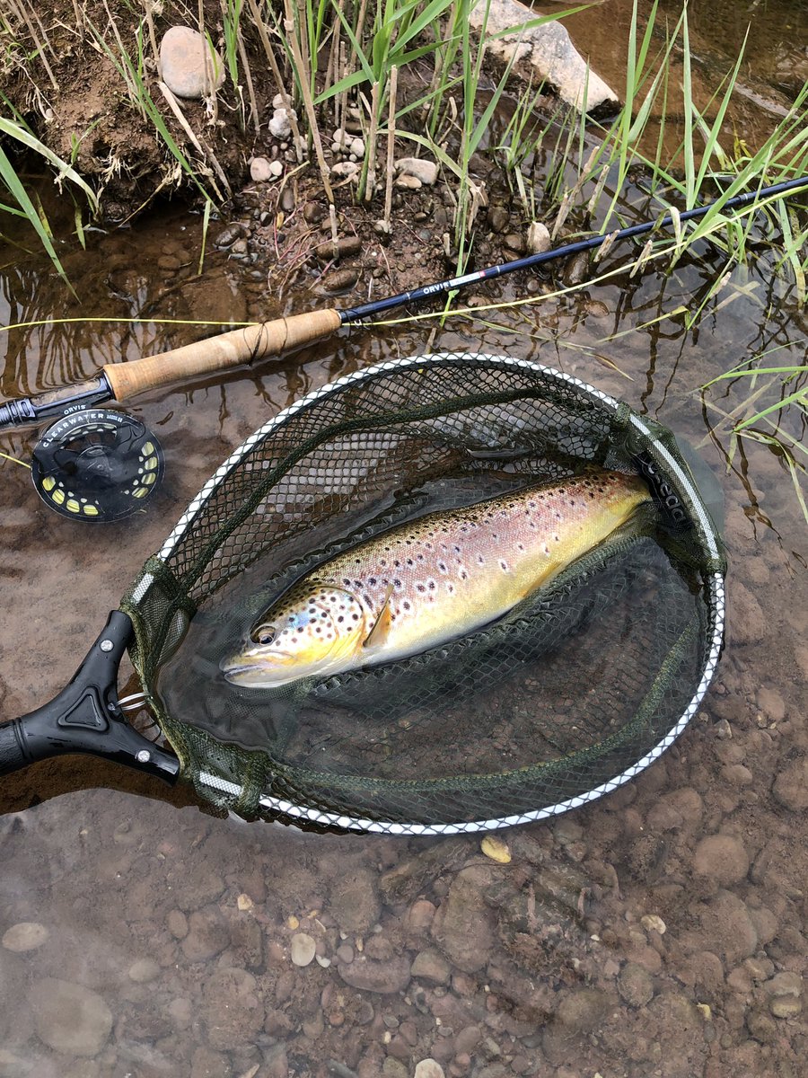 henpcarr's tweet photo. Later than normal for the annual trip to the Usk but well worth the wait. Plenty of fish rising including this belter @FishingPassport 🏴󠁧󠁢󠁷󠁬󠁳󠁿 https://t.co/yxQEfI8yOF