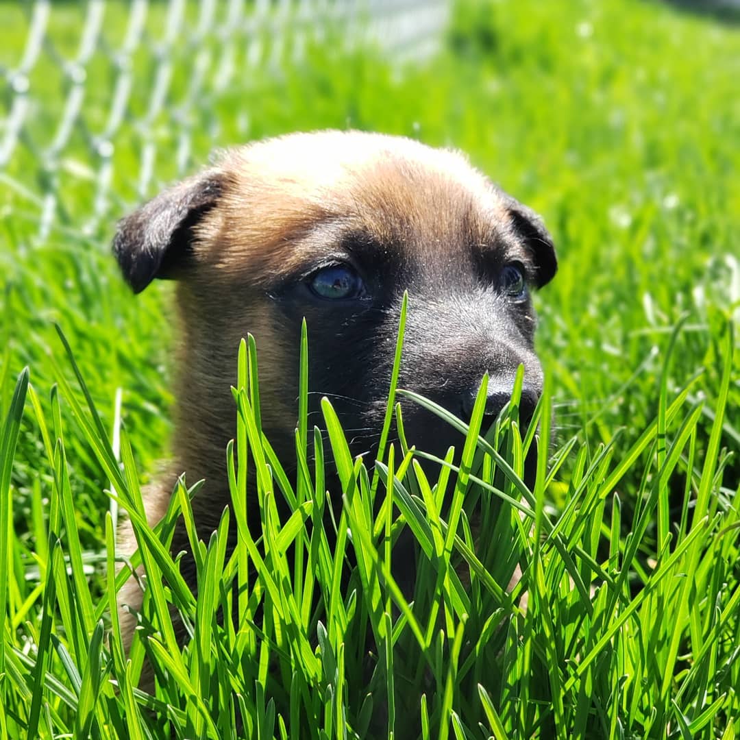 FLTCC_AnSci_1's tweet photo. Students helped desensitize puppies to many surfaces, sounds, and smells! This helps them grow confidence and prep them for training!
#wearefltcc #wflboces #fltccanimalscience #DogTraining https://t.co/sPB12fPpWo
