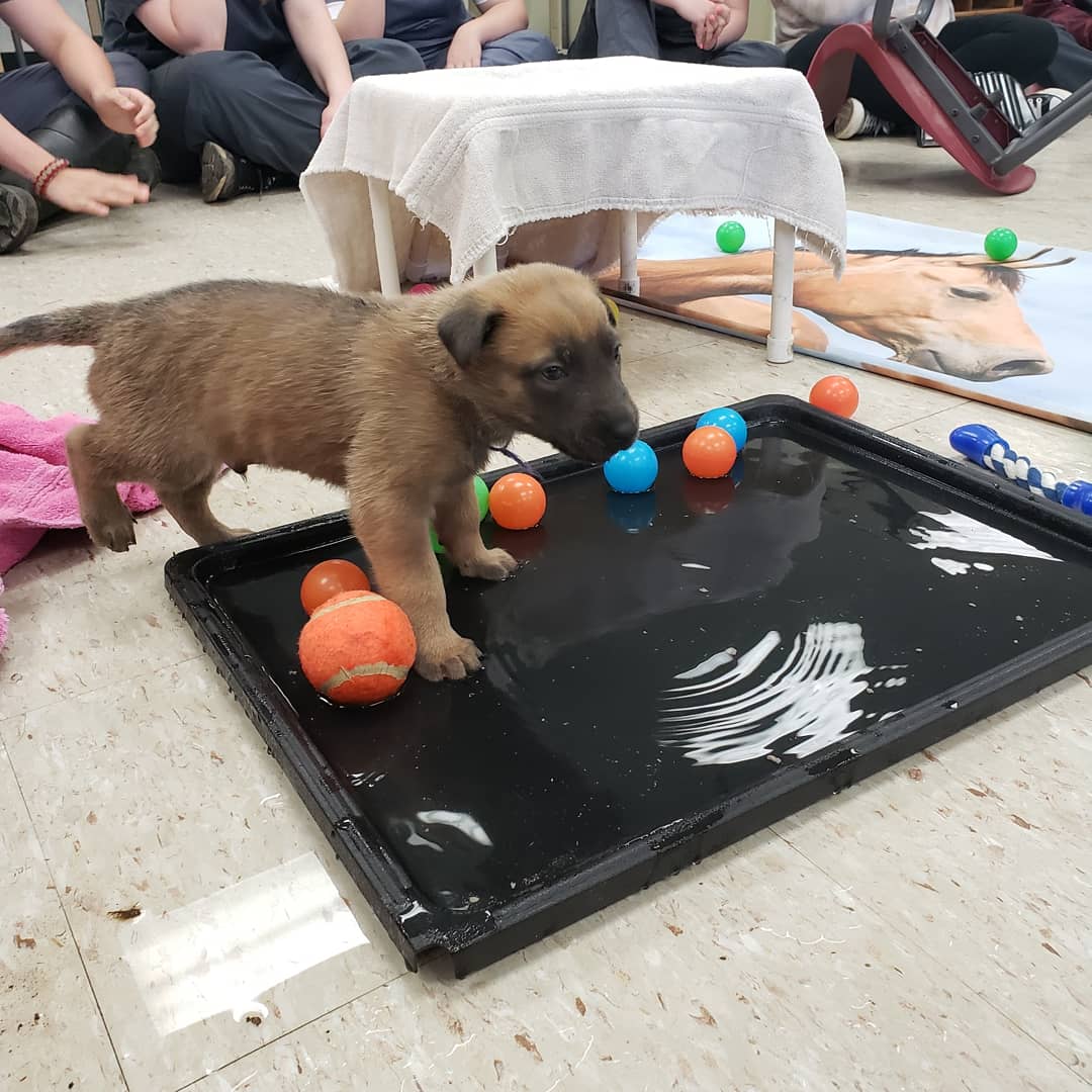 FLTCC_AnSci_1's tweet photo. Students helped desensitize puppies to many surfaces, sounds, and smells! This helps them grow confidence and prep them for training!
#wearefltcc #wflboces #fltccanimalscience #DogTraining https://t.co/sPB12fPpWo