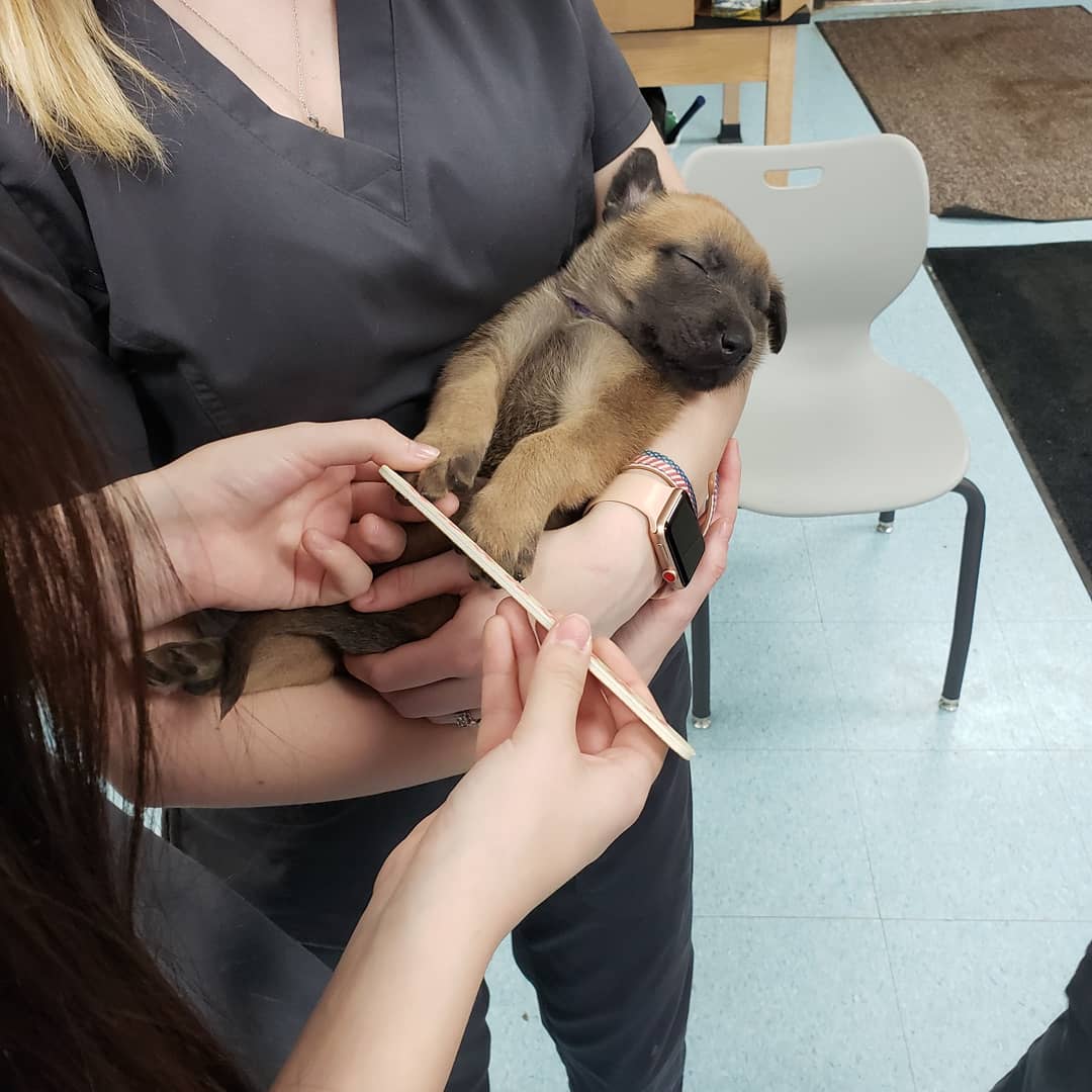 FLTCC_AnSci_1's tweet photo. Students helped desensitize puppies to many surfaces, sounds, and smells! This helps them grow confidence and prep them for training!
#wearefltcc #wflboces #fltccanimalscience #DogTraining https://t.co/sPB12fPpWo