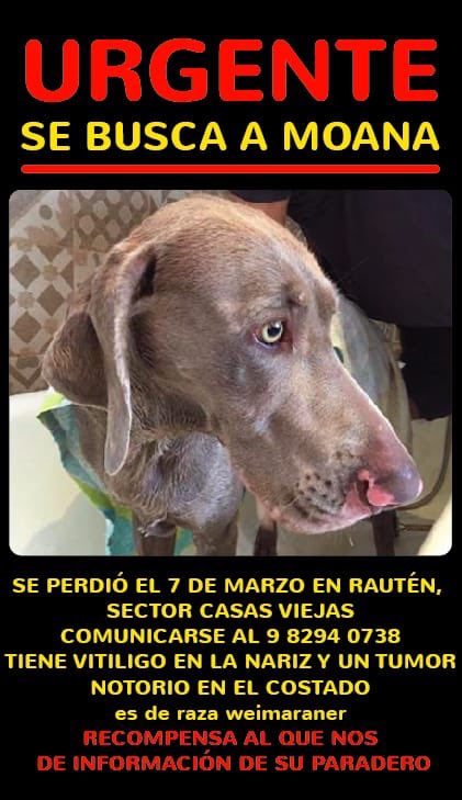 macabustamantef's tweet photo. @muniquillota @eo_enlinea no olviden seguir difundiendo la desaparición de #MoanadeRautén dos meses han pasado ya, debe haber parido a sus pequeñitos y aquí seguimos sintiendo su ausencia, ayúdennos a difundir #Quillota #LaCalera #ViñadelMar #ConCon https://t.co/0uqbDtUndo