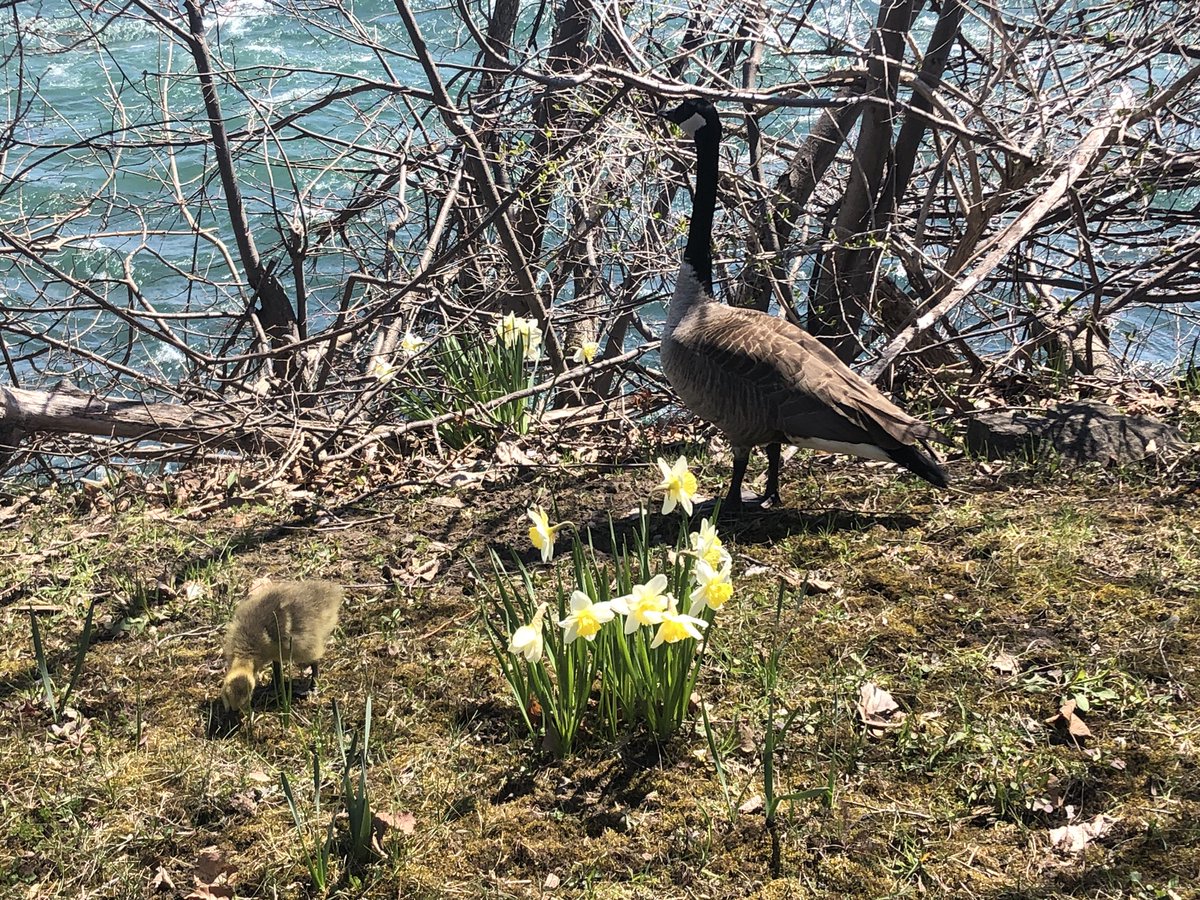 MsCardinali's tweet photo. The reward after all their hard work...time at the Falls! Couldn’t have asked for a better day. Hello Spring! @Maribellotus @EldoradoPDSB @PeelSchools @ClimatePeel https://t.co/gQhtB3xNzi