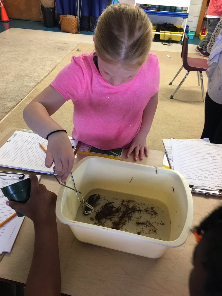 poupard3rd's tweet photo. Crayfish Observation...”Mrs. Halpin, this was the best day EVER!”
@HussainAli_edu @GPSchools @Poupard_Dragons https://t.co/LAeE74VqNs