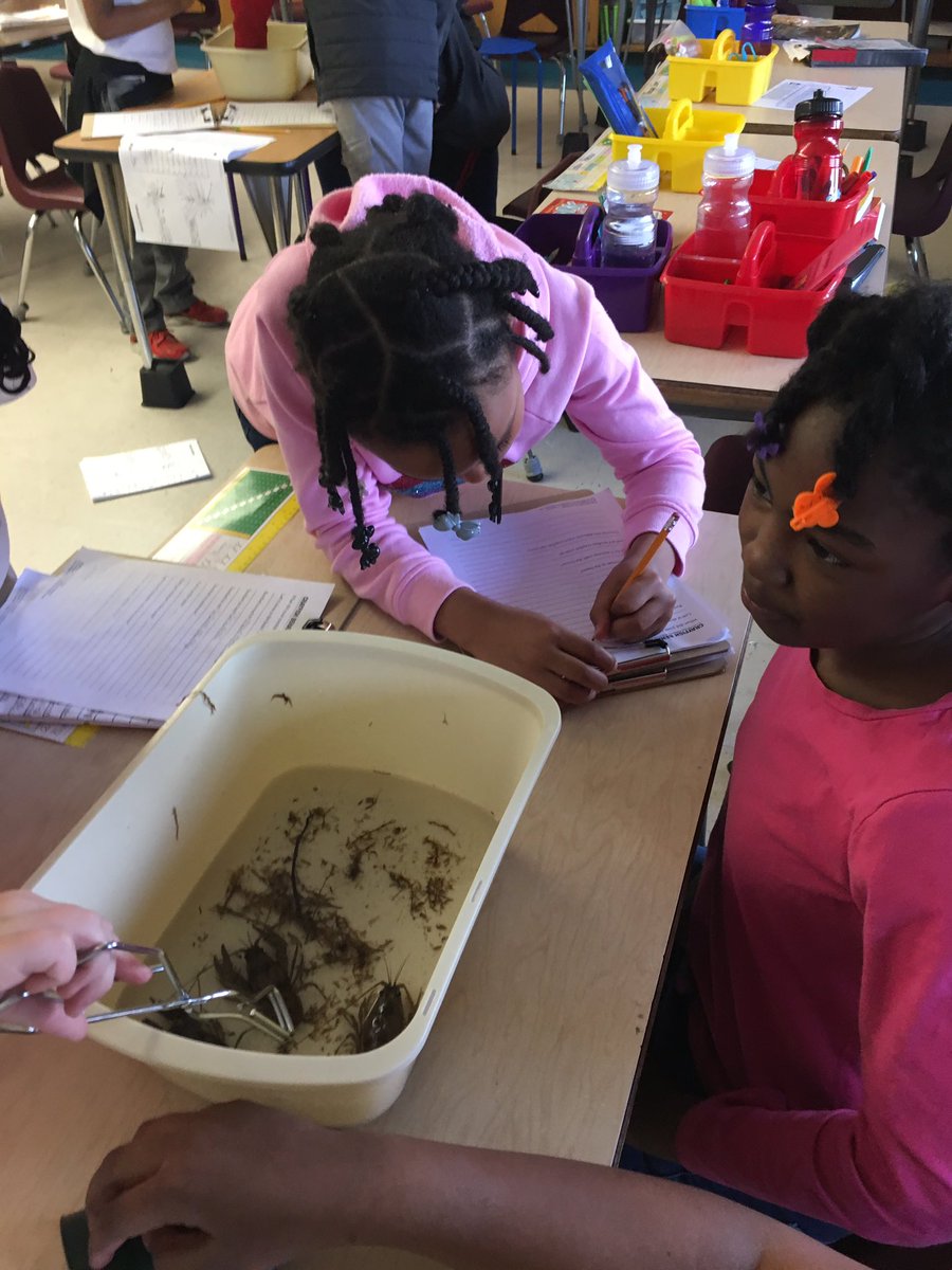 poupard3rd's tweet photo. Crayfish Observation...”Mrs. Halpin, this was the best day EVER!”
@HussainAli_edu @GPSchools @Poupard_Dragons https://t.co/LAeE74VqNs