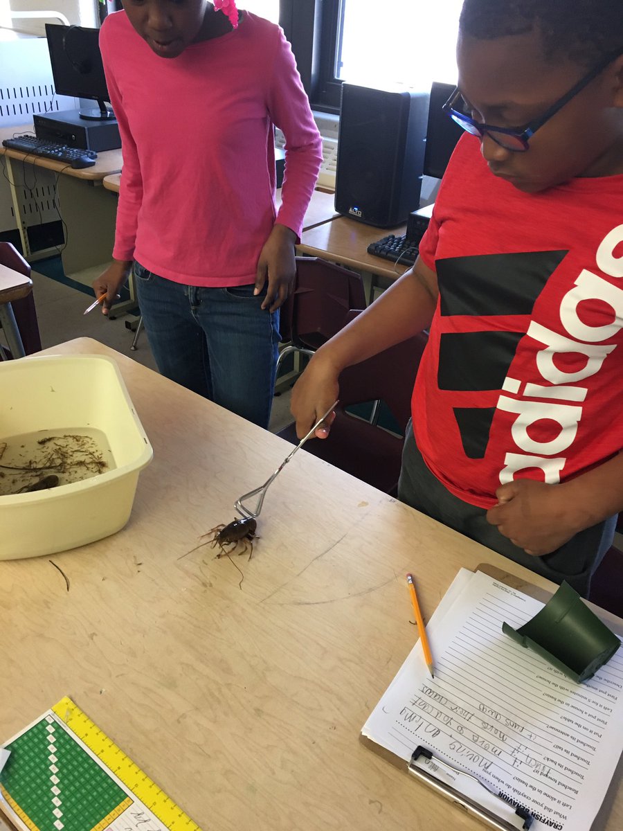 poupard3rd's tweet photo. Crayfish Observation...”Mrs. Halpin, this was the best day EVER!”
@HussainAli_edu @GPSchools @Poupard_Dragons https://t.co/LAeE74VqNs