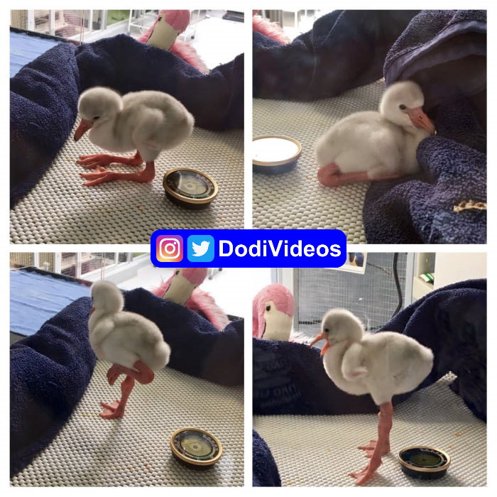 DodiVideos's tweet photo. Bebek filamingonun ölünesi tatlılığını ilk defa görenler 😍😍 #istanbul #Ekremİmamoğlu #herşeyçokgüzelolacak #YSKnediyecek #umutol
#YSKAdaletliOL https://t.co/Jys7vQIppQ