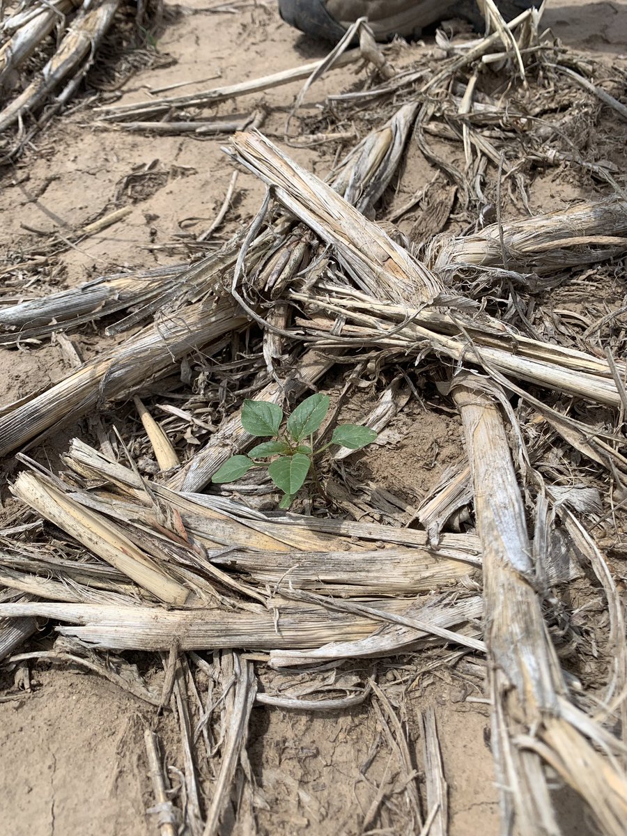 AWApp1's tweet image. Who’s ready for some pigweeds?
