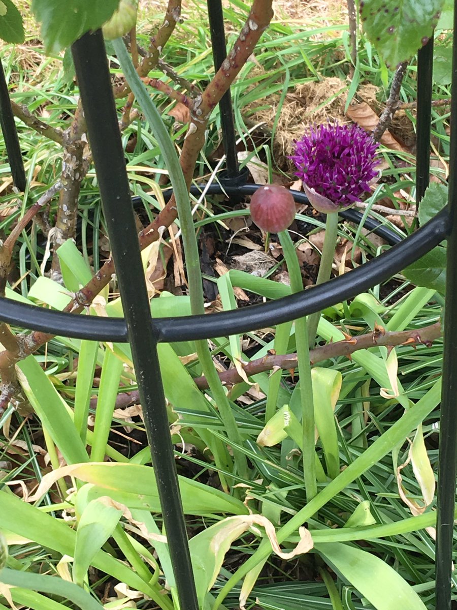 Things I love about May - Wisteria & Alliums #gardenershour