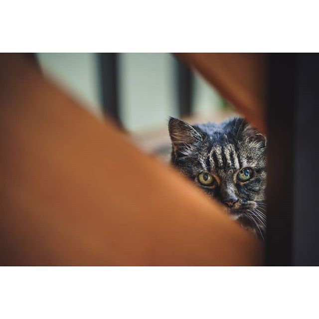 SainteCroixUK's tweet photo. You may remember Indy, she just turned 19!
Caught her looking like a kitten today :) .
Also for the photographers, Sony A7iii and A7Riii cameras gained Animal Eye-Auto Focus and it really does work!
#cats #sony7riii #85batis #feline #9lives #oldpet #best… https://t.co/FQDMNrvMtt https://t.co/i9teNvUW1r
