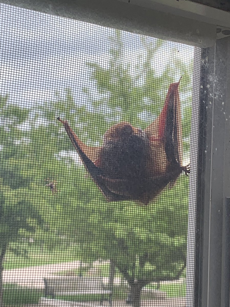 joeyb62198's tweet photo. @CSIProblems There was a bat chillin on a window at 1S https://t.co/tXdR2J0pK3