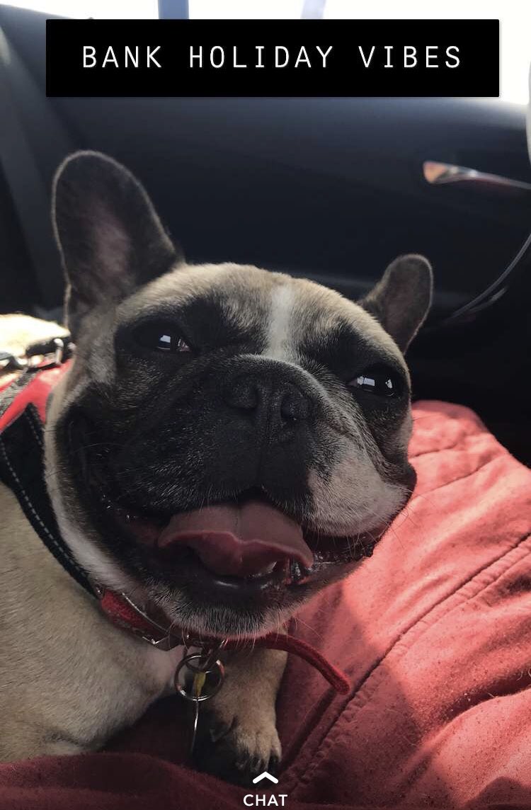 LacyDoggo's tweet image. Who loves bank holiday walks? ... ME #Frenchie #Dog #DogsofTwittter #BankHolidayMonday