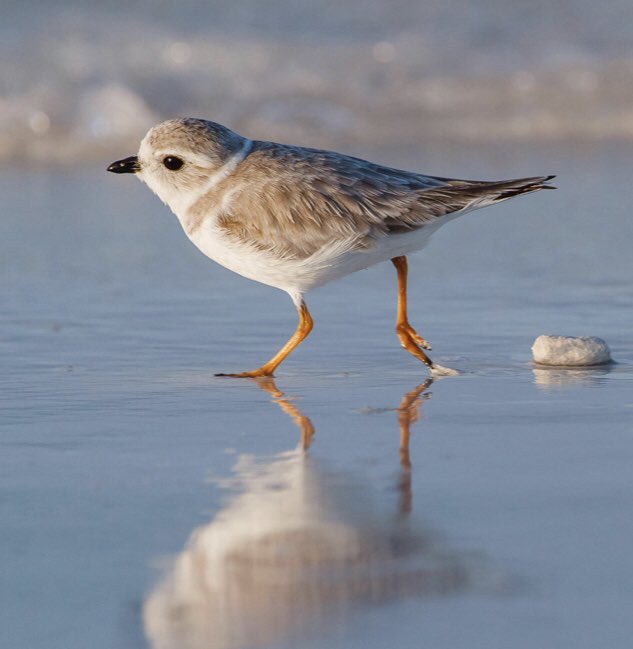 things i learned in #APEnvironmental:
piping plovers are my new ride or dies, and i cannot do basic mental math