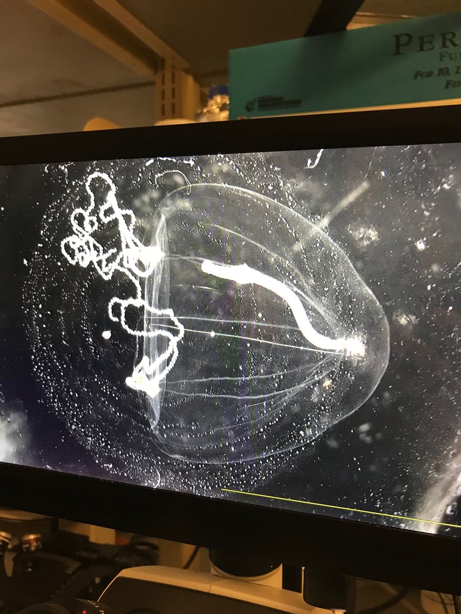 dell_alison's tweet photo. hello, jellyfish!  #UBRP ⁦@DNALC⁩ superstars Jenny and Seonga documenting invertebrate samples from the ⁦@NewtownCreek⁩ #livingdock ⁦@CMarizzi⁩ ⁦@AlisonCucco⁩ https://t.co/CJeNOdTU6w