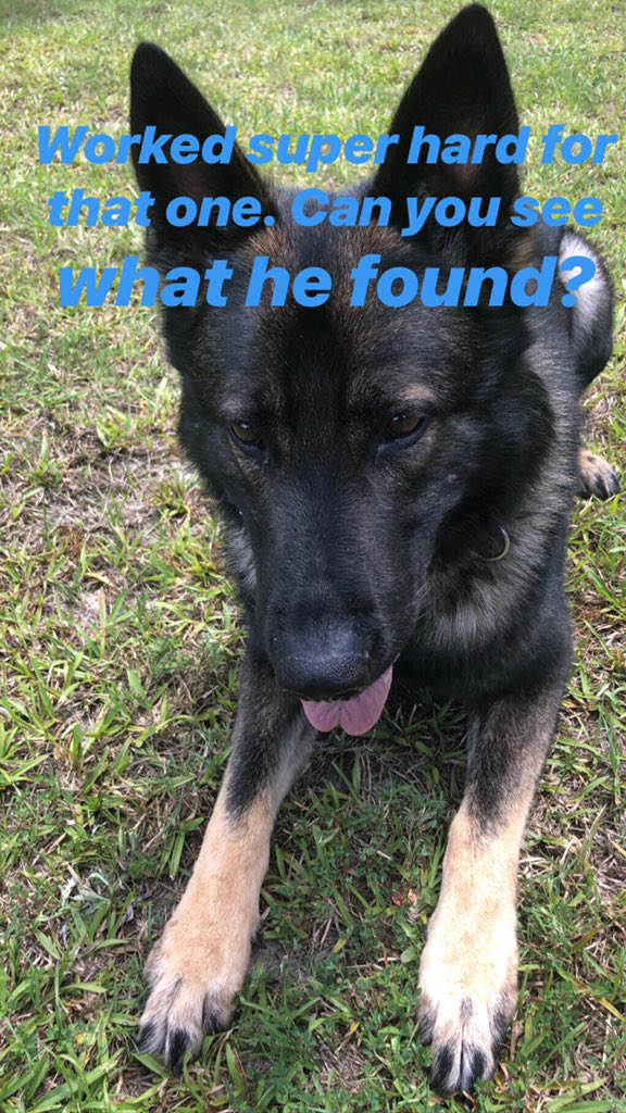 K9Apart's tweet photo. Can you see it?! #gsd #k9 #workingdog #k9apart #articlesearch #livepd #livepdnation https://t.co/yDi1CwWwMF