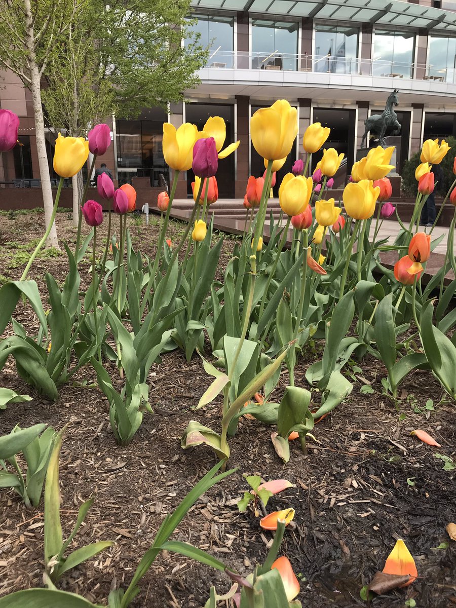 JessicaVaclav's tweet photo. Is it spring? #springtime #Chicago #tulips https://t.co/3bW1oWqPgJ