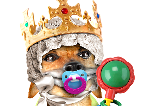 We ❤️ Puppy Sussex (which he shall be called until he gets his posh name, obvs). You rock, little one! Congrats to HRH Duke &amp; Duchess of Sussex *hugs* #RoyalBaby