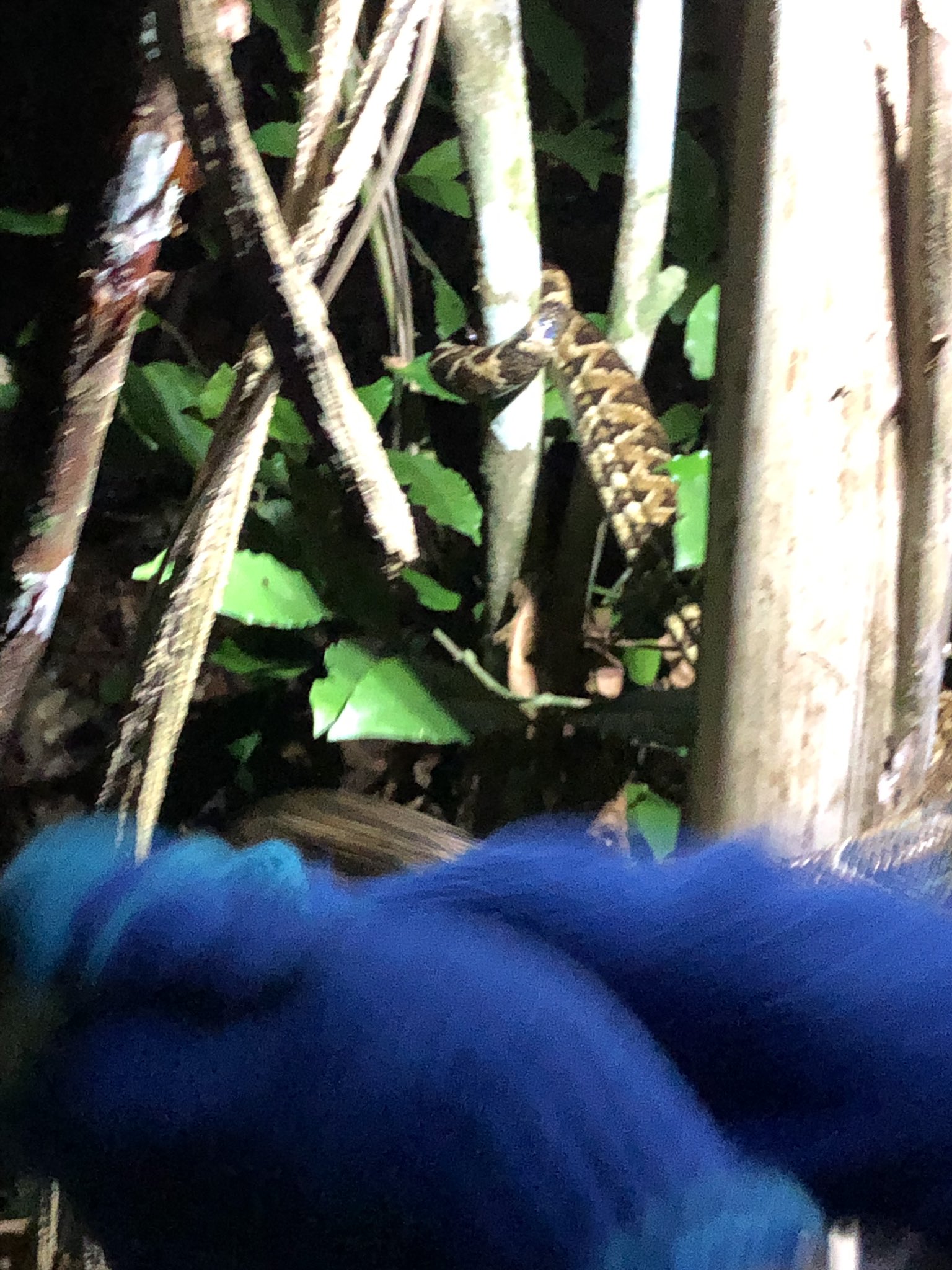 Dr T とうとうキューバンボア キューバボア Chilabothrus Angulifer を捕まえた いやー捕まえたらあの臭い汁バッチリかけられましたわ 2m無いサイズの子供だった このサイズメインは鳥食べるのかな ソレノドンは見なかった T Co Ckyunsyzhw Dr T とうとうキューバンボア キューバボア Chilabothrus Angulifer を捕まえた いやー捕まえたらあの臭い汁バッチリかけられましたわ 2m無いサイズの子供だった このサイズメインは鳥食べるのかな ソレノドンは見なかった T Co Ckyunsyzhw
