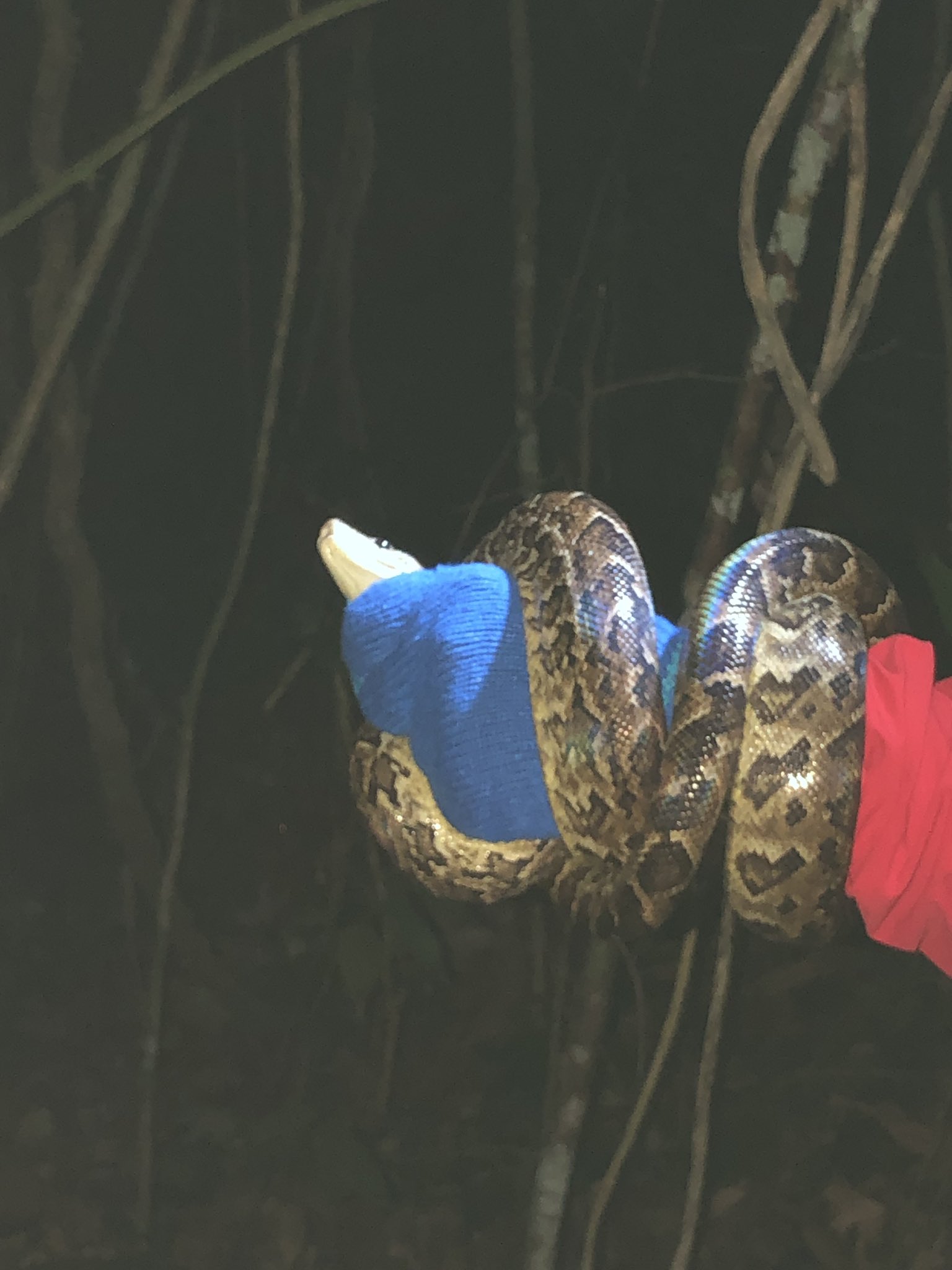 Dr T とうとうキューバンボア キューバボア Chilabothrus Angulifer を捕まえた いやー捕まえたらあの臭い汁バッチリかけられましたわ 2m無いサイズの子供だった このサイズメインは鳥食べるのかな ソレノドンは見なかった T Co Ckyunsyzhw Dr T とうとうキューバンボア キューバボア Chilabothrus Angulifer を捕まえた いやー捕まえたらあの臭い汁バッチリかけられましたわ 2m無いサイズの子供だった このサイズメインは鳥食べるのかな ソレノドンは見なかった T Co Ckyunsyzhw