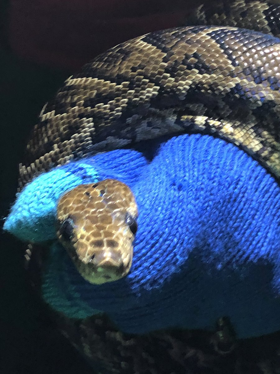 Dr T とうとうキューバンボア キューバボア Chilabothrus Angulifer を捕まえた いやー捕まえたらあの臭い汁バッチリかけられましたわ 2m無いサイズの子供だった このサイズメインは鳥食べるのかな ソレノドンは見なかった T Co Ckyunsyzhw Dr T とうとうキューバンボア キューバボア Chilabothrus Angulifer を捕まえた いやー捕まえたらあの臭い汁バッチリかけられましたわ 2m無いサイズの子供だった このサイズメインは鳥食べるのかな ソレノドンは見なかった T Co Ckyunsyzhw