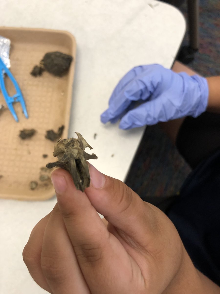 favalea10's tweet photo. Today we dissected owl pellets. #birds #science @LHESPrincipal @LJWood_LHECMES @LHECMES https://t.co/sbdjmMTq6a
