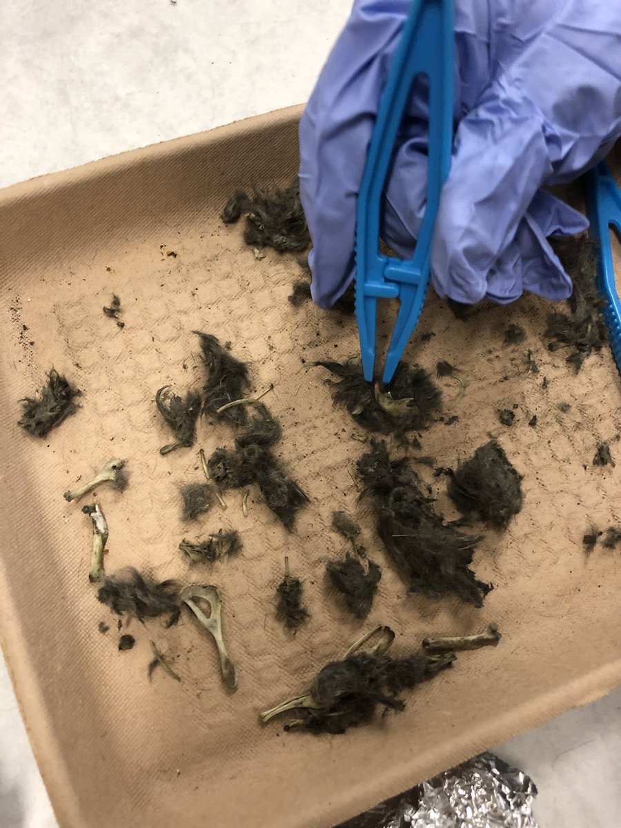 favalea10's tweet photo. Today we dissected owl pellets. #birds #science @LHESPrincipal @LJWood_LHECMES @LHECMES https://t.co/sbdjmMTq6a
