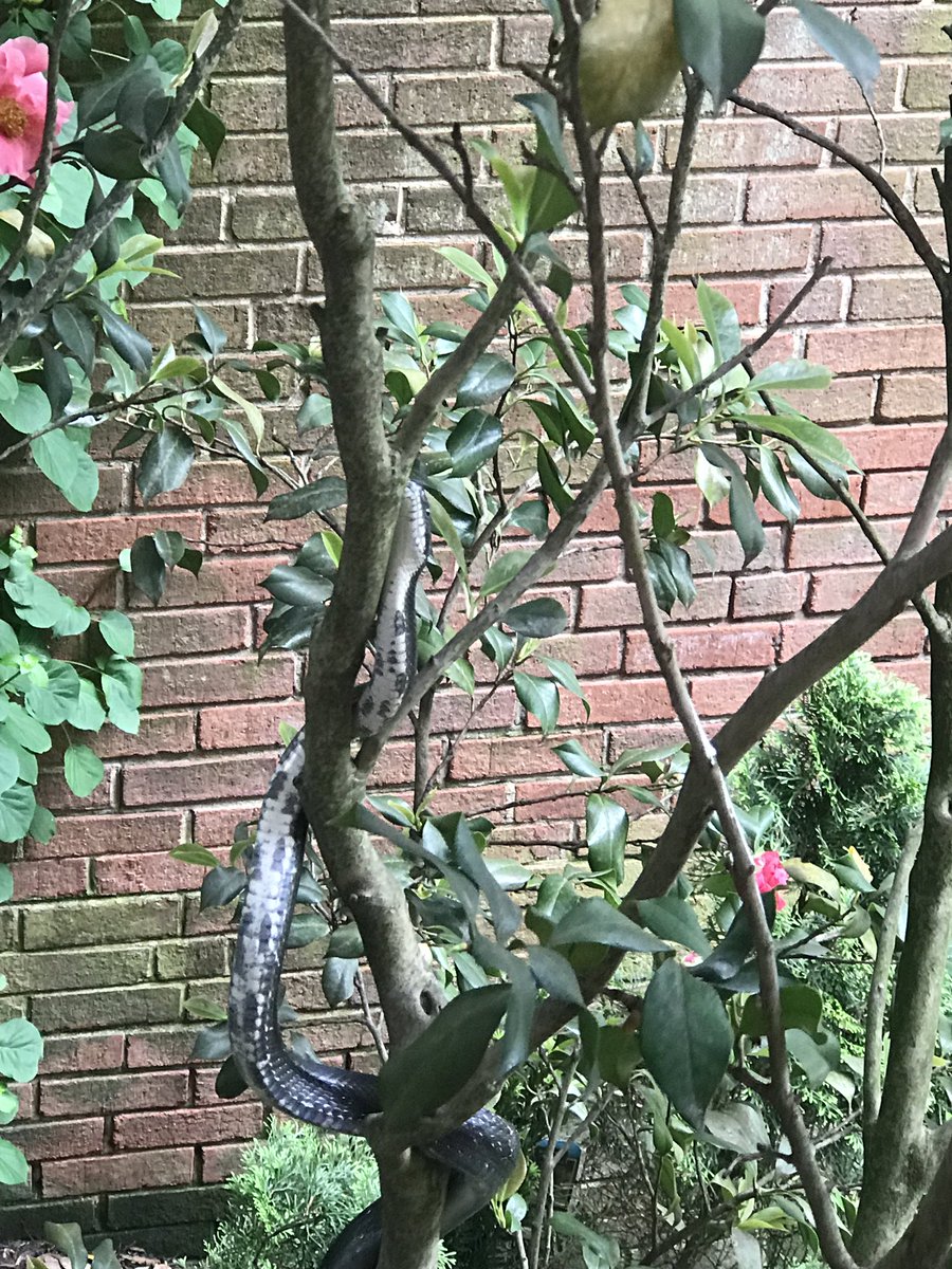 CollieCrusader's tweet photo. 🌹 Relaxing in my friend’s yard as mommy and her friend are 😱 scared by what they see in the bushes! For every #rose there is some kind of thorn. 🐍
#snakesintrees Snake is trying to get to a bird’s nest but the birds are all calling out and warning ⚠️ each other! https://t.co/CLuv5asDEv