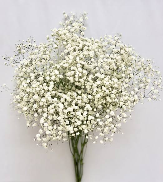 гипсофила метельчатая махровая 'сноуфлейк'. гипсофила розеншлейер. гипсофила метельчатая снежинка. гипсофила метелица. гипсофила мирабелла.