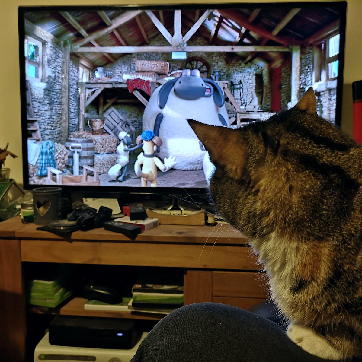 imageryMW's tweet photo. The cat loves a bit of Shaun the Sheep 😂 🐑 #TellyAddict #CatsOfInstagram #AardmanAddiction #Claymation https://t.co/AGlqwIupCB
