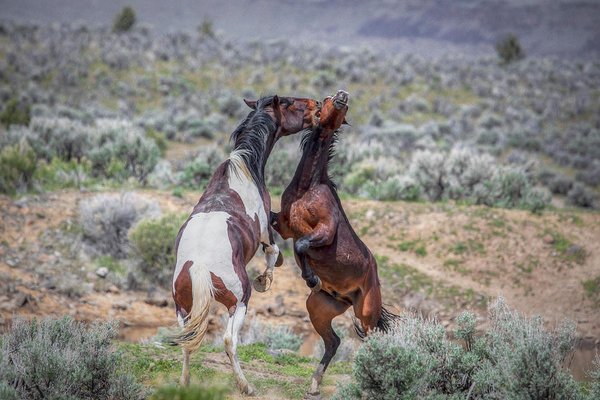 KristinaRinell's tweet image. Oregon wildlife for sale! 'South Steens Mustangs' - kristina-rinell.pixels.com/featured/south… #southsteensmustangs #wildhorses #wildlifephotography #horses #wallart #CanvasPrint