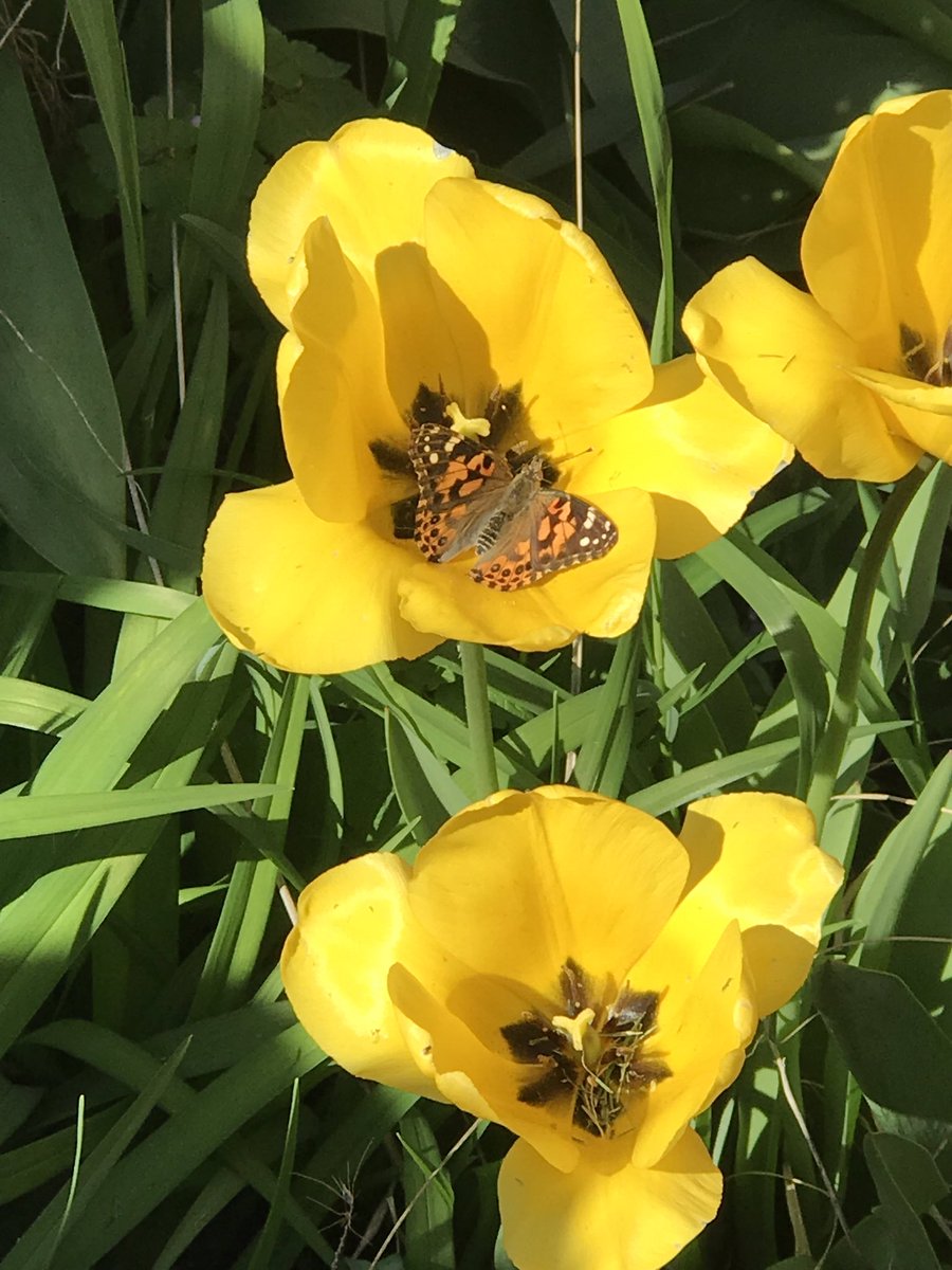 They are free!  The Ridge We Care children and staff watched and cheered as our butterflies were released.  #RidgeEsRocks #OnceAcard
