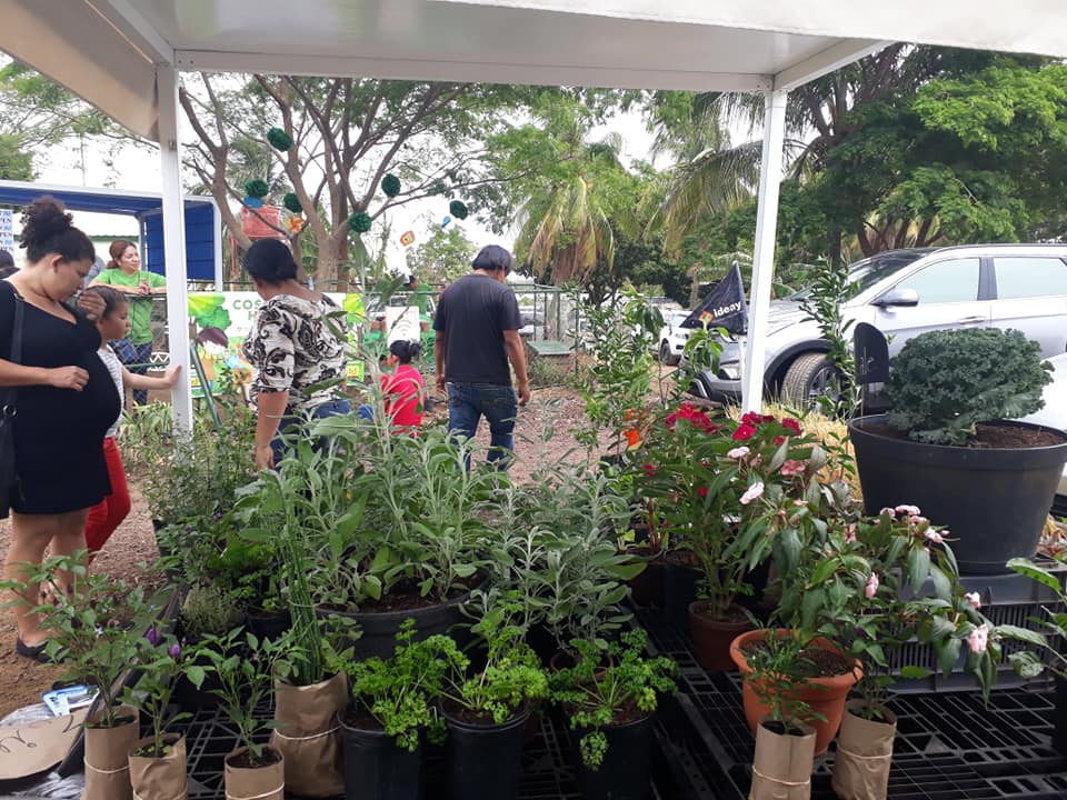 Apen_Nicaragua's tweet photo. Con el apoyo de #COSUDE, @rikoltoLA y la #COSECHO, realizamos el fin de semana, el Especial de Vegetales Frescos, para promover el consumo de alimentos sanos y de calidad, demás se realizó el taller Cosecho mi huerto, para enseñar a los niños y niñas cómo hacer su propio huerto. https://t.co/mFWyNKCz01