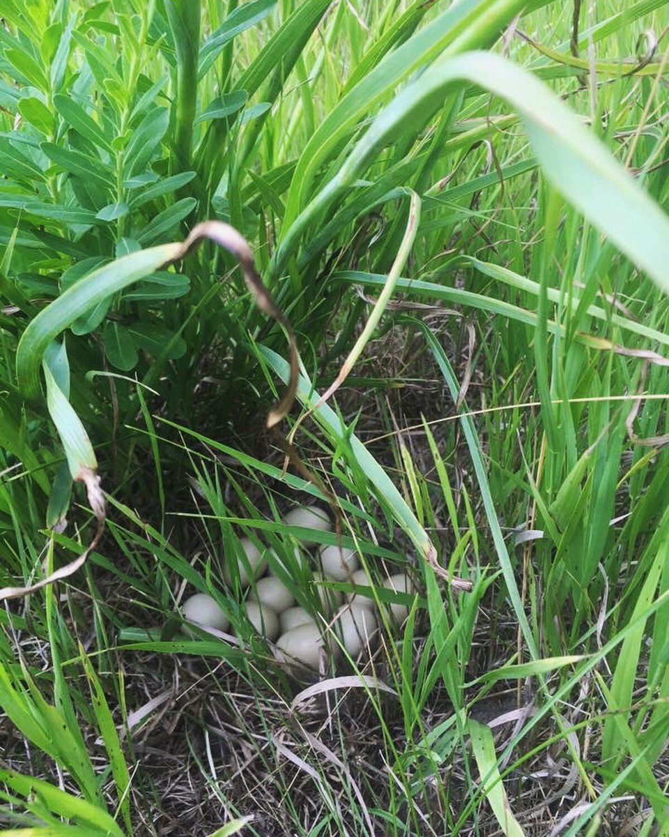 SDPheasants's tweet photo. Pheasants need blocks of diverse grass with residual material to build a nest as well as overhead cover to provide protection.
If I were a hen pheasant, I would much rather build a nest in the native grasses shown than the sparse stand of brome grass in the last photo! https://t.co/K5IKldUHbG