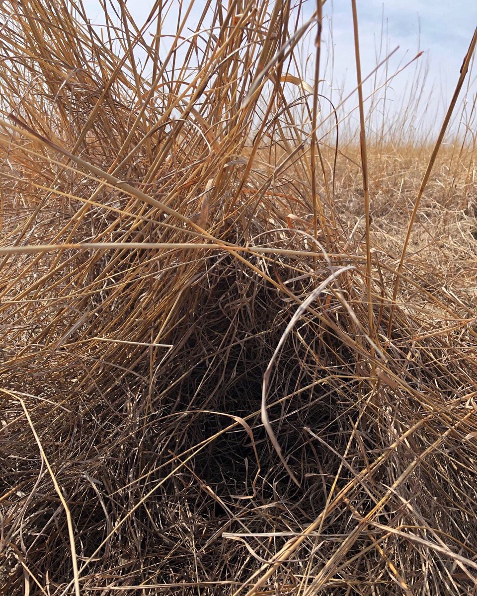 SDPheasants's tweet photo. Pheasants need blocks of diverse grass with residual material to build a nest as well as overhead cover to provide protection.
If I were a hen pheasant, I would much rather build a nest in the native grasses shown than the sparse stand of brome grass in the last photo! https://t.co/K5IKldUHbG