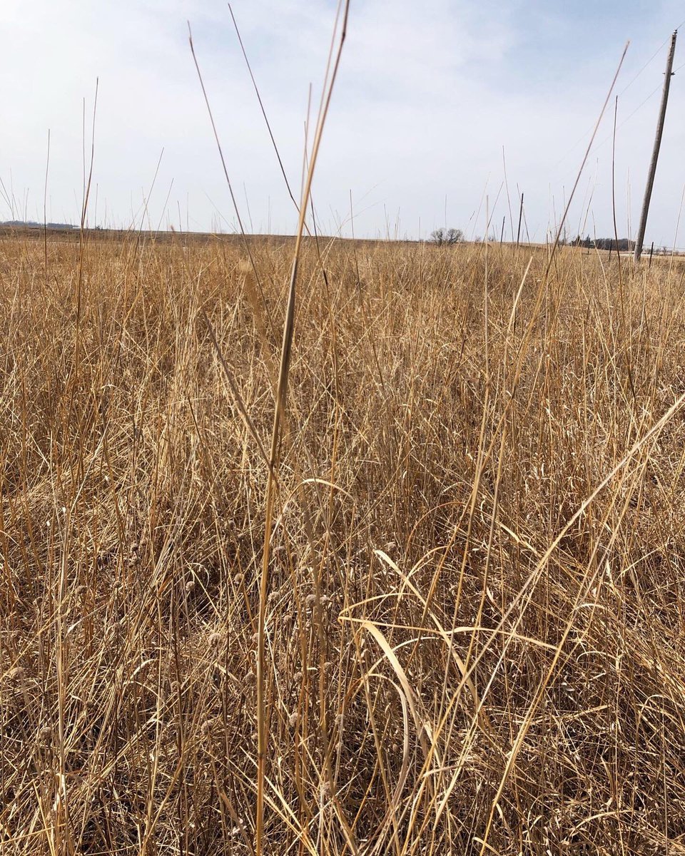SDPheasants's tweet photo. Pheasants need blocks of diverse grass with residual material to build a nest as well as overhead cover to provide protection.
If I were a hen pheasant, I would much rather build a nest in the native grasses shown than the sparse stand of brome grass in the last photo! https://t.co/K5IKldUHbG