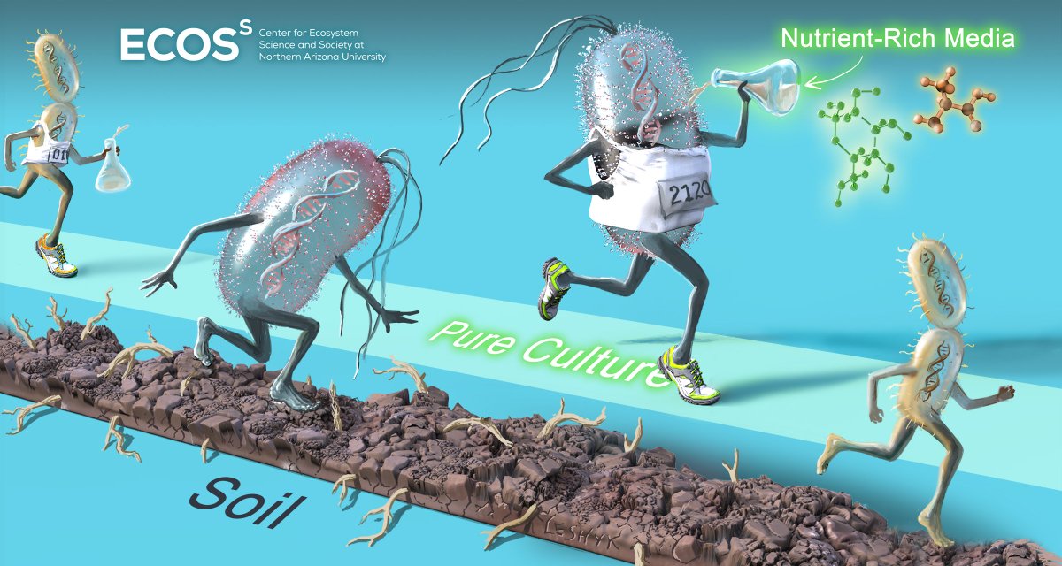 Bruce Hungate (@brucehungate) on Twitter photo Soil microbes are wild, un-pampered, uncultured...to understand their ecology, don't look in culture, look in the soil! New #Sciart by <a href="/victorleshyk/">Victor O. Leshyk</a> for our new @EcossNAU research published in <a href="/ISMEJournal/">The ISME Journal</a> (also see my thread below! <a href="/MicrobiomDigest/">Elisabeth Bik</a> ): rdcu.be/bz2u0 Soil microbes are wild, un-pampered, uncultured...to understand their ecology, don't look in culture, look in the soil! New #Sciart by <a href="/victorleshyk/">Victor O. Leshyk</a> for our new @EcossNAU research published in <a href="/ISMEJournal/">The ISME Journal</a> (also see my thread below! <a href="/MicrobiomDigest/">Elisabeth Bik</a> ): rdcu.be/bz2u0