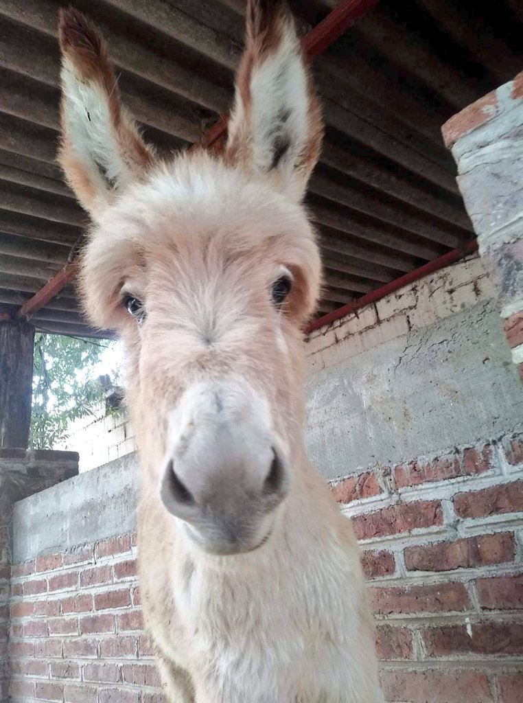 ¡No lo pienses mas!

¡Ven a conocer el primer santuario de burros en América!

Juntos podemos evitar que este animalito desaparezca.

Burrolandia México 🇲🇽 💓 🇲🇽 se encuentra en el municipio de Otumba (Estado de México) #Aquenoteaburres