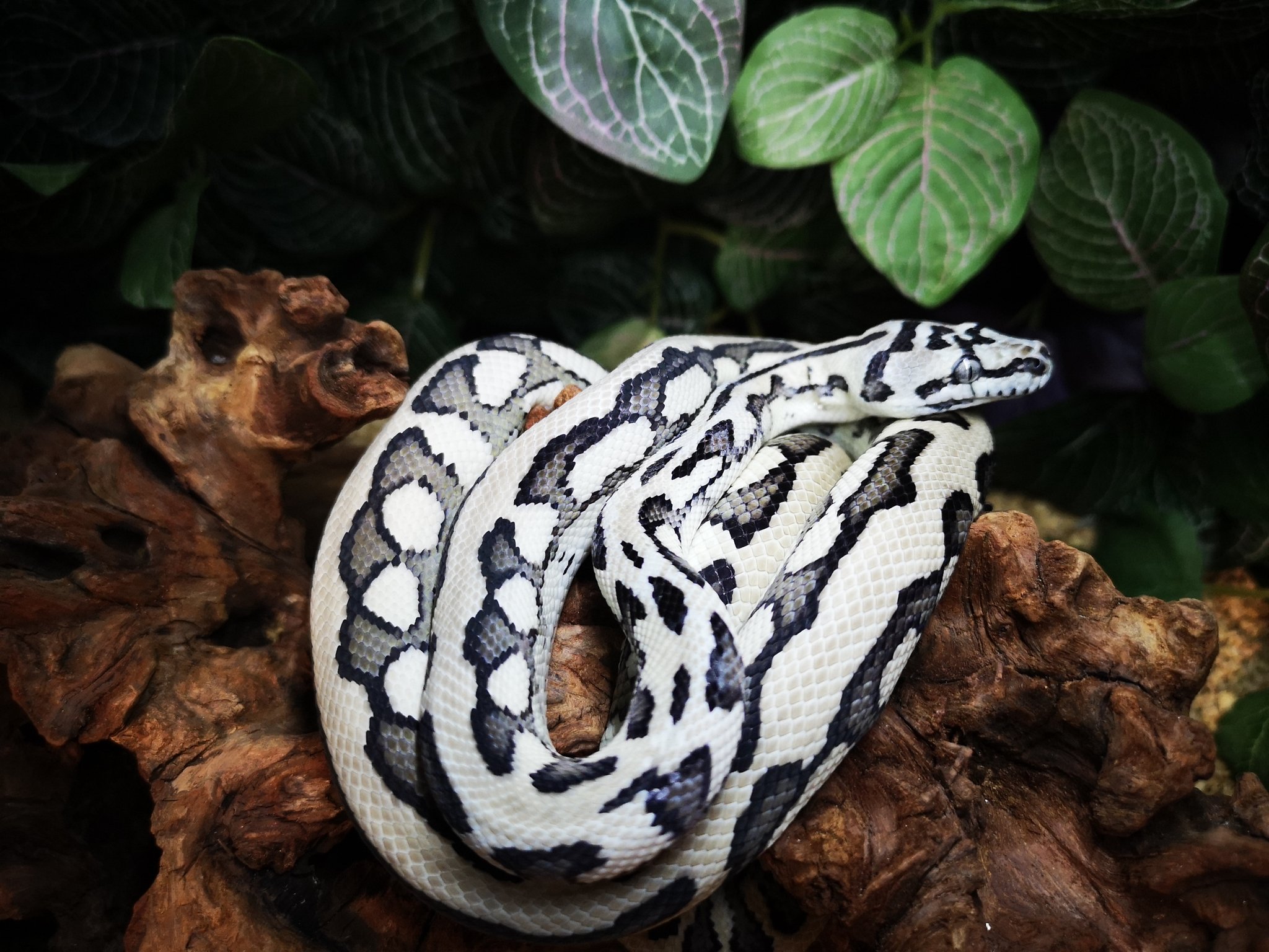 カーペットパイソン、アザンジャガー、蛇の木乃伊、ミイラ、標本、本物 カーペットパイソン、アザンジャガー、蛇の木乃伊、ミイラ、標本、本物