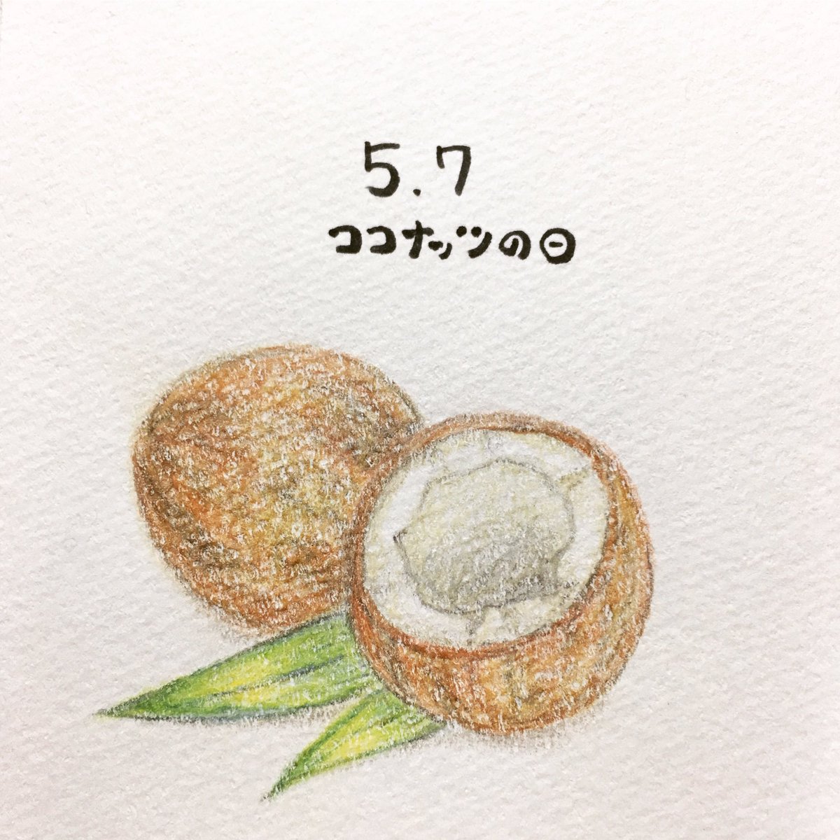日めくり 手書きイラストレーター 19年5月7日 ココナッツの日 語呂にちなんで記念日に ココナッツミルクの入ったグリーンカレーが食べたくなりました ココナッツ イラスト