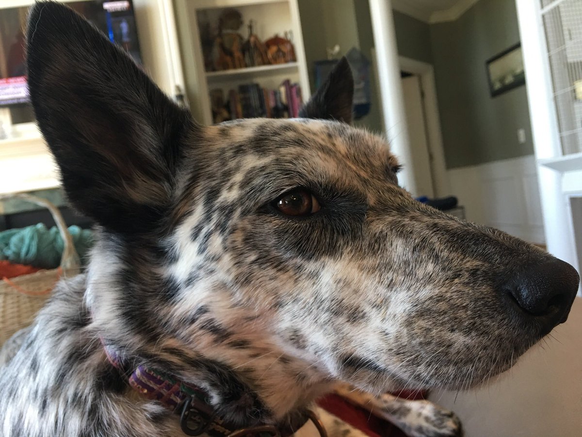 Lyngvie1's tweet photo. There’s dignity in this Cattle Dog.
But if you are a conman & grifter, she turns into Badass Ninja Cattle Dog & you will not escape.
I love my #StumpyTailCattleDog https://t.co/RAeFxZ3tFL