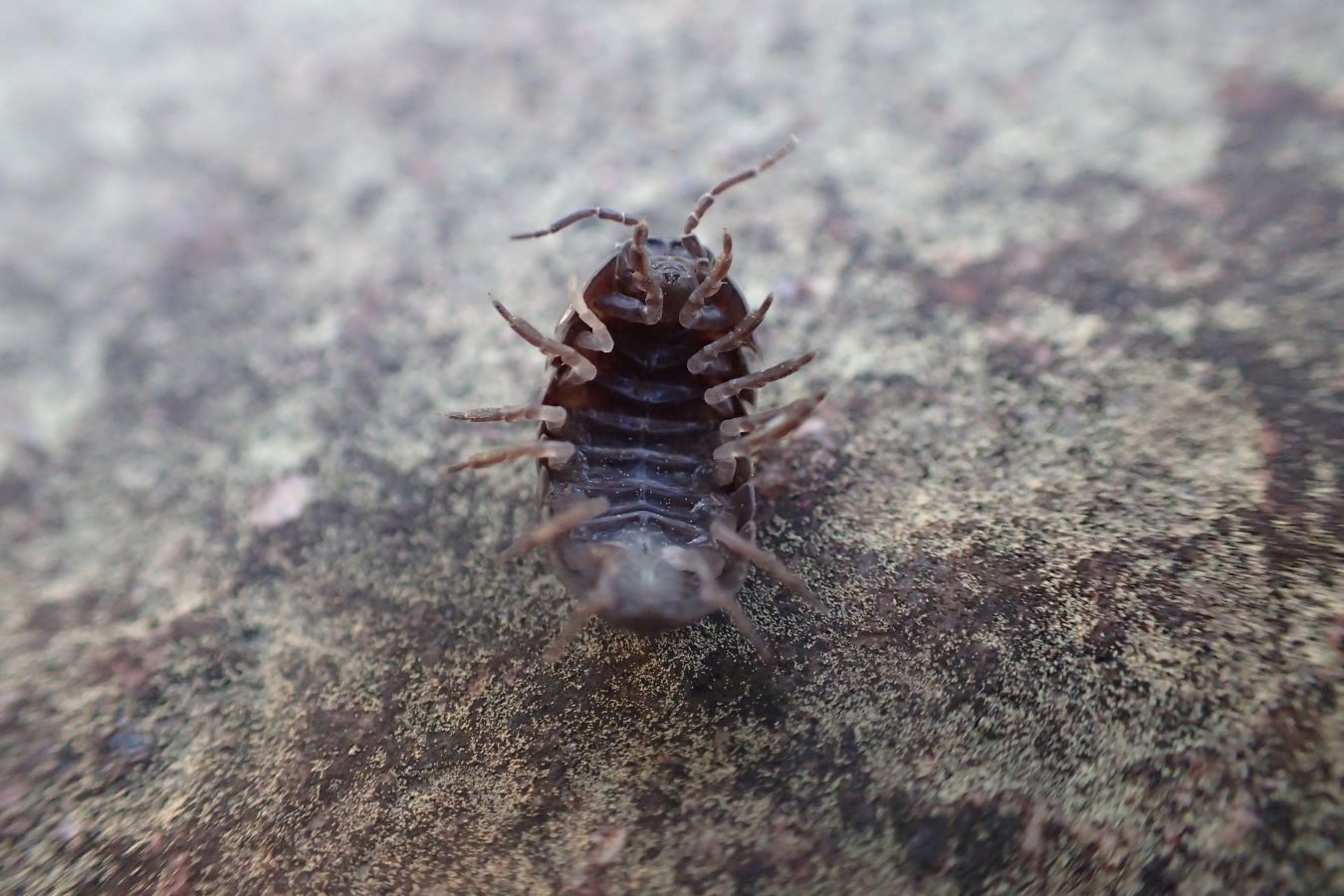 Biome バイオーム 公式 オカダンゴムシ コンクリートの上で仰向けになると 元に戻るのに苦戦します ヨーロッパ原産で明治時代に日本に入ってきたと言われています 昆虫 Insects 京都 Kyoto ダンゴムシ Pl Wood Lice T Co