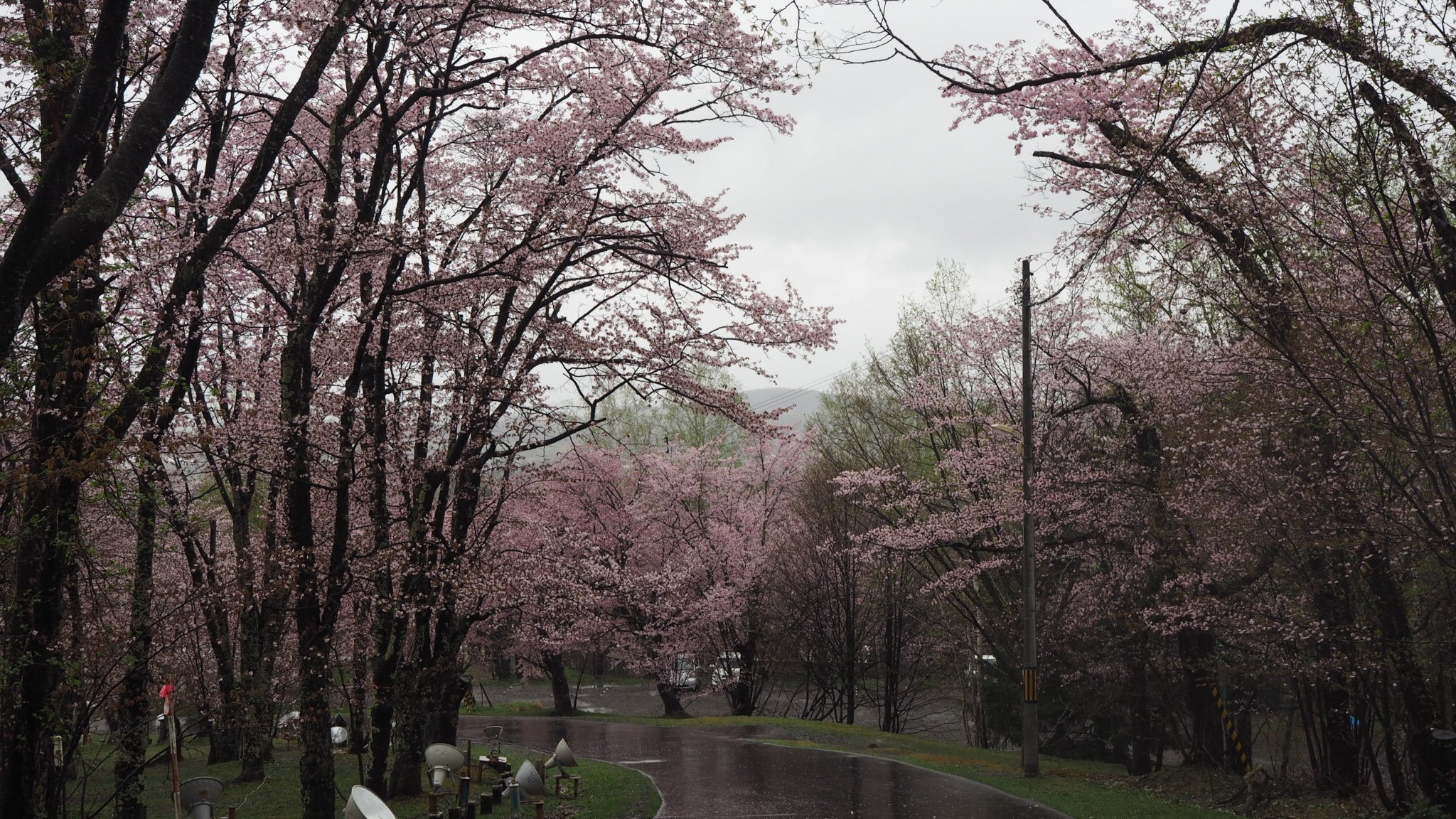 おとん 旭川市旭山動物園に隣接する旭山公園は夜桜も綺麗ですが日中の桜も綺麗です 尚 夜桜ライトアップは明日８日まで 延長の可能性あり 今朝は雨の旭川からおはようございました 旭川 桜 T Co 4hf5gvhunz Twitter