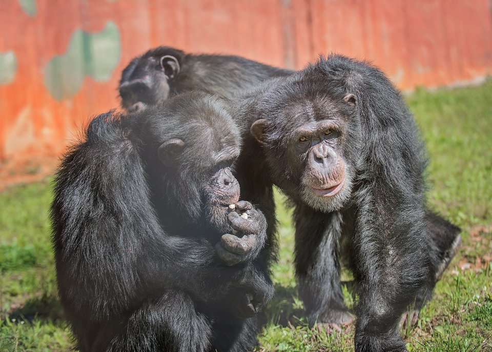 projectchimps's tweet photo. #JasonChimp and #EddieChimp like to spend time together in the forest. Sometimes they forage for nuts and seeds and sometimes they patrol the perimeter. Thx to everyone who donates nuts and seeds from our Amazon Wish List. You make these moments possible! https://t.co/gnTwz9Fv1t https://t.co/zJElzZKo99