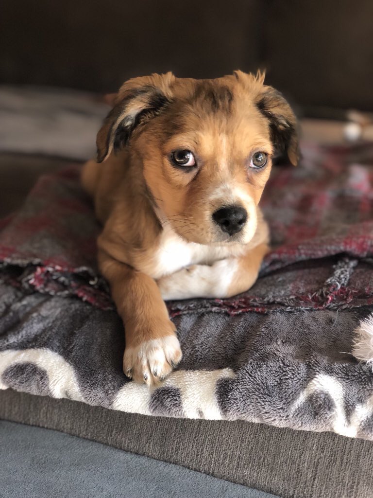 This is Dobby. He doesn’t mind bath time because he knows how handsome he’ll be afterwards. 12/10 for the squeaky clean king