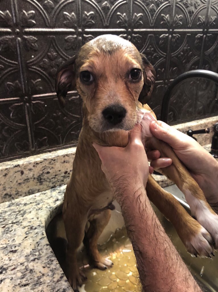 WeRateDogs tweet media